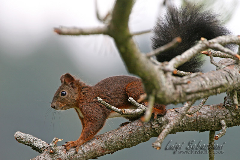 Scoiattolo - Sciurus vulgaris